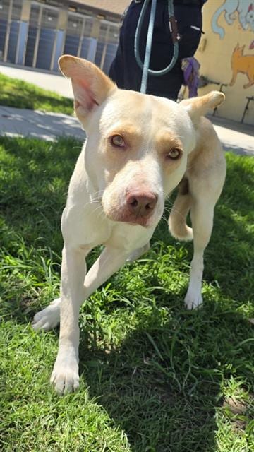 Photo of Dino, adoptable Pit Bull Terrier in Downey, California