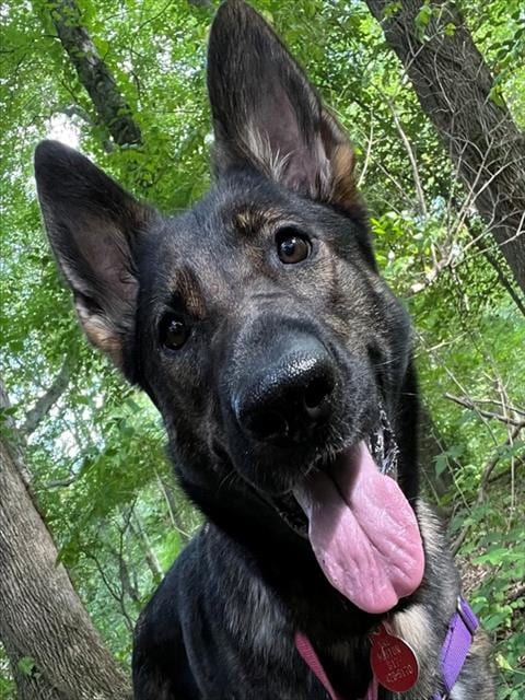 Photo of Anna, adoptable German Shepherd Dog in Dedham, Massachusetts