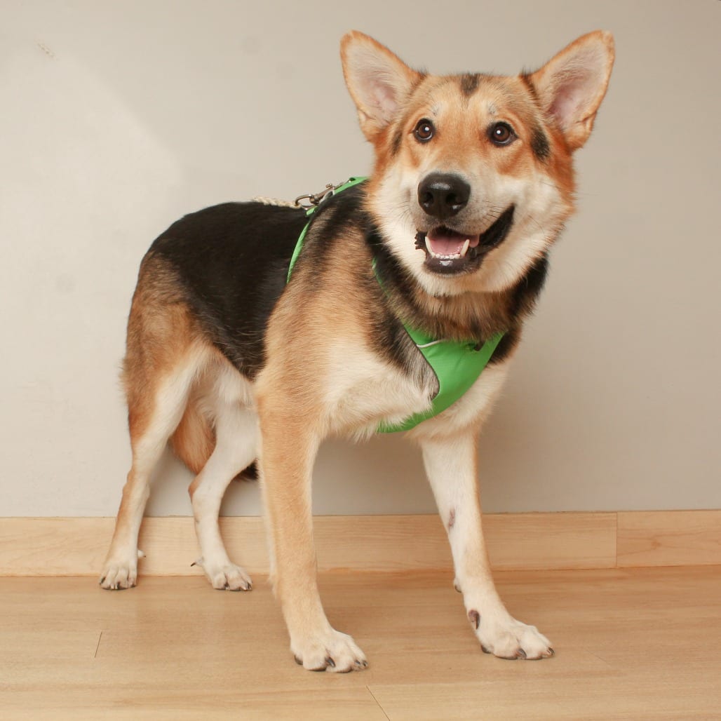 Photo of Twinnie D70561, adoptable Shepherd, German / Mixed Breed (Large) in Minnesota, Minnesota