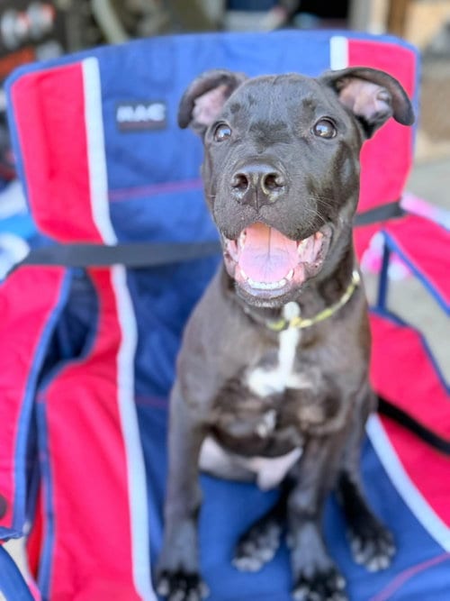 Photo of Baron Von Bark, adoptable American Pit Bull Terrier in Germantown, Ohio