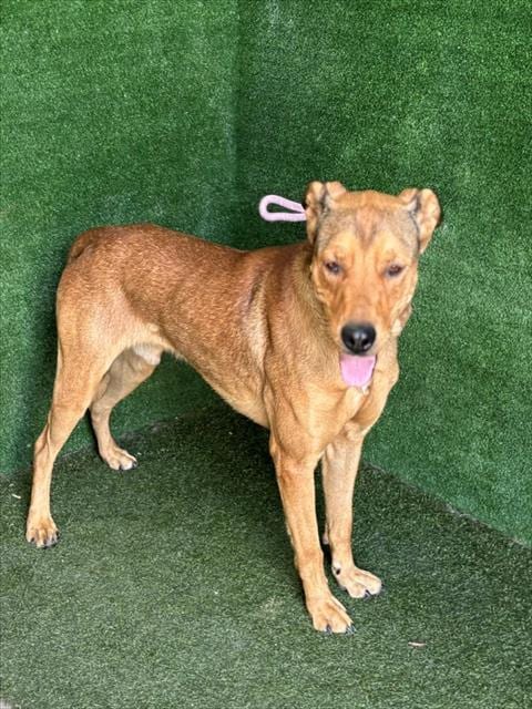 Photo of Moomoo, adoptable German Shepherd Dog in Lancaster, California