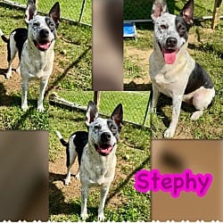 Photo of Stephy, adoptable Australian Cattle Dog Mixed Breed (Medium) in Blountville, Tennessee
