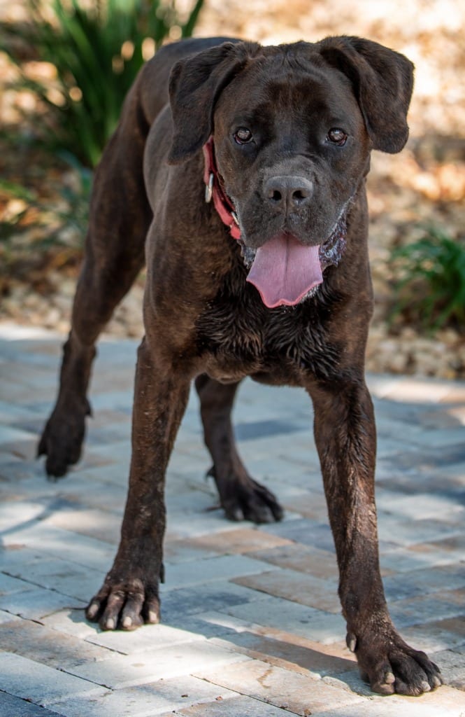 Photo of Audelia, adoptable Mixed Breed in Ocala, Florida