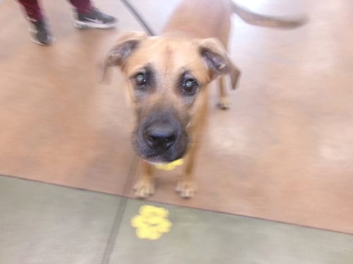 Photo of Breann Of Tar, adoptable Boxer in Van Nuys, California