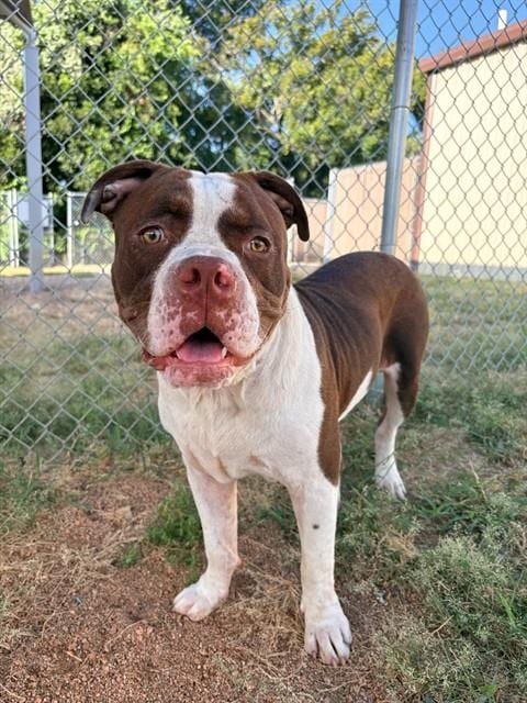 Photo of Porkchop, adoptable Pit Bull Terrier in Killeen, Texas