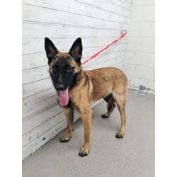 Photo of Daisy, adoptable Belgian Malinois in San Bernardino, California