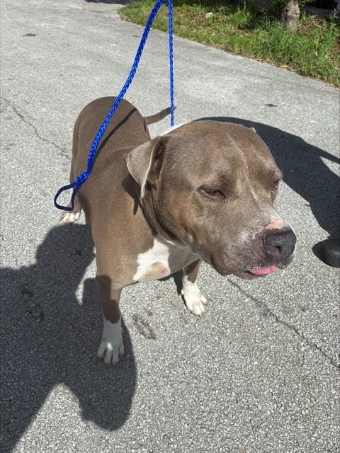 Photo of Benny, adoptable Pit Bull Terrier in Miami, Florida
