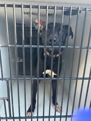 Photo of 61895670, adoptable dog in Atlanta, Georgia
