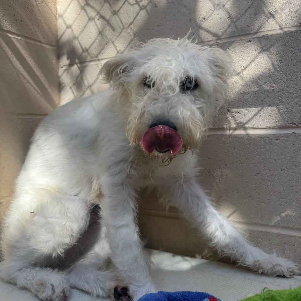 Photo of Bunny, adoptable Husky, Siberian / Terrier in Buellton, California