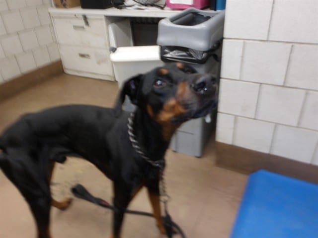 Photo of Dino, adoptable Doberman Pinscher in Chicago, Illinois