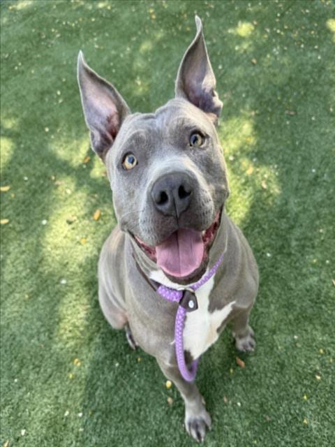 Photo of Rue, adoptable Pit Bull Terrier in Chatsworth, California