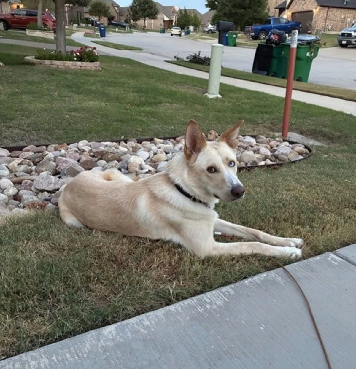 Photo of Montana, adoptable Husky/German Shepherd Dog in McKinney, Texas