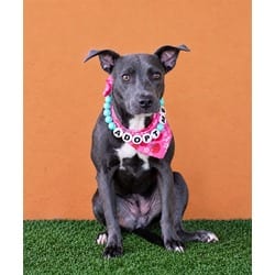 Photo of Martha, adoptable American Pit Bull Terrier in Doral, Florida
