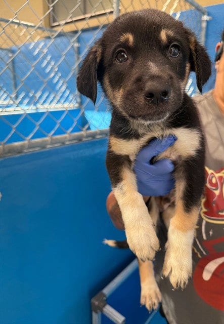 Photo of A170395, adoptable Queensland Heeler in Bakersfield, California