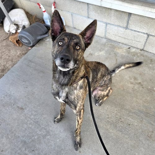 Photo of Baby Boy, adoptable Belgian Shepherd Malinois in Long Beach, California