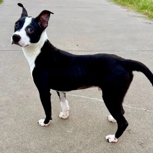 Photo of Josh, adoptable Boston Terrier in Canton, Connecticut