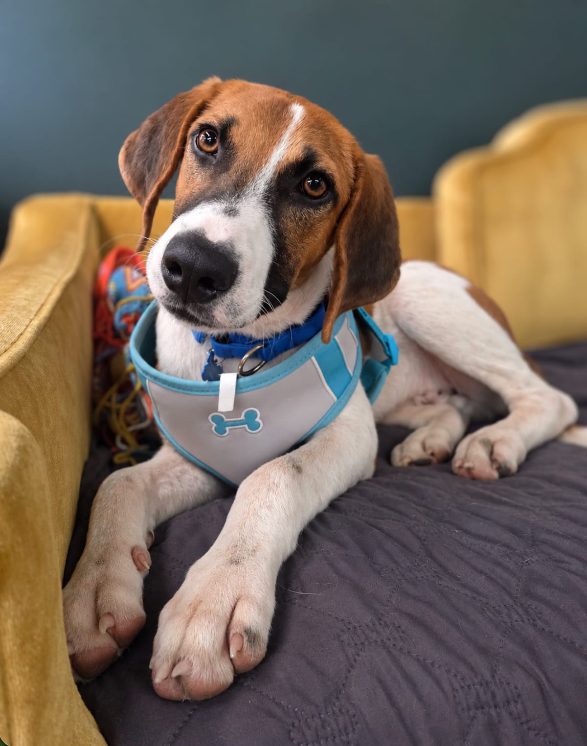 Photo of Arrow, adoptable Treeing Walker Coonhound in Tulsa, Oklahoma