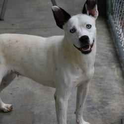 Photo of Lottie, adoptable Australian Cattle Dog in Columbus, North Carolina