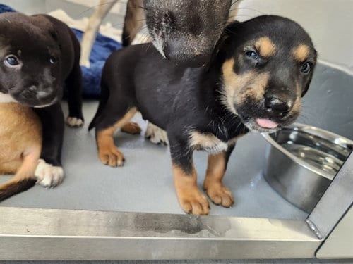 Photo of A391148, adoptable German Shepherd Dog in Ocala, Florida