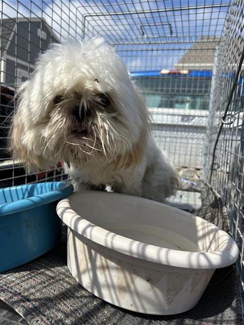 Photo of Babe, adoptable Shih Tzu in San Antonio, Texas