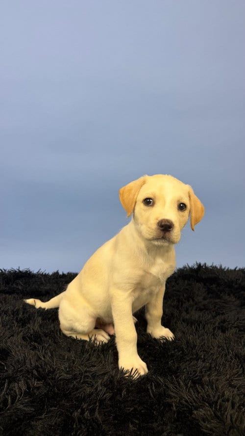 Photo of Alby, adoptable Labrador Retriever in Phoenix, Arizona