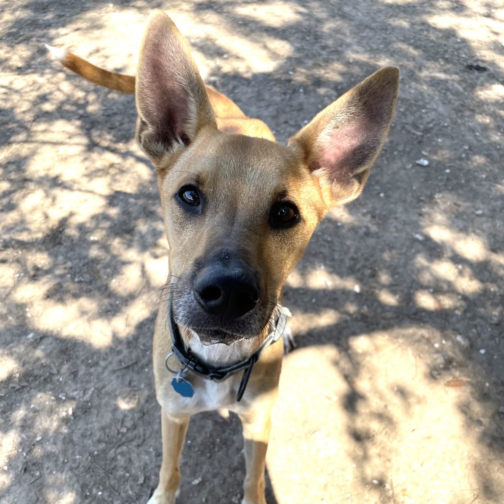 Photo of Dusty, adoptable Shepherd / Mix in Houston, Texas