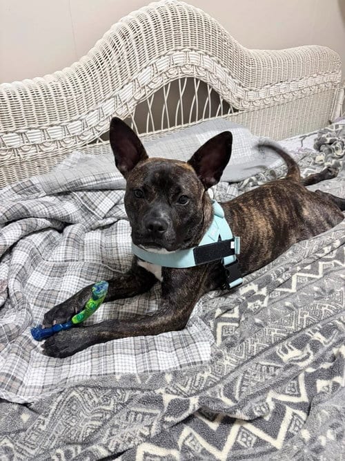Photo of Vandal, adoptable American Staffordshire Terrier in Oakhurst, New Jersey