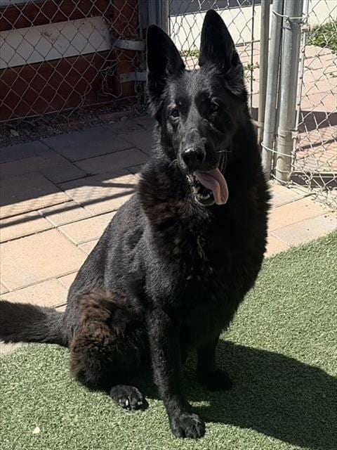 Photo of Luna, adoptable Shepherd in Salinas, California