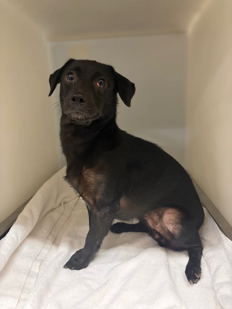 Photo of Kylie, adoptable Mixed Breed in Douglasville, Georgia