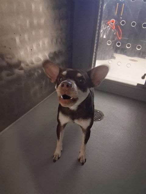 Photo of A171337, adoptable Chihuahua in Bakersfield, California