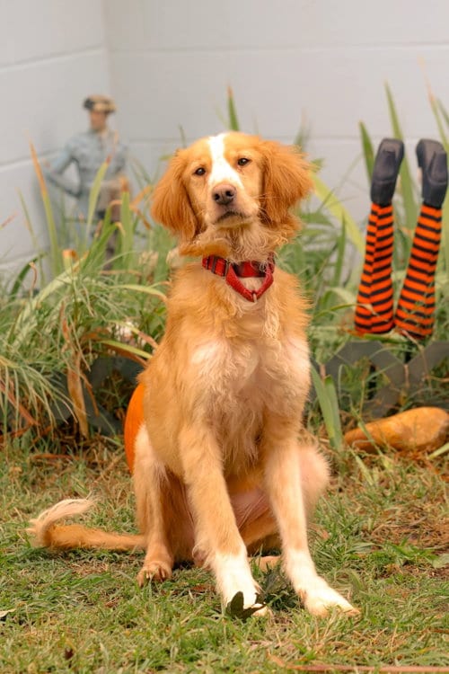 Photo of Gobi: At shelter, adoptable Golden Retriever in Rustburg, Virginia