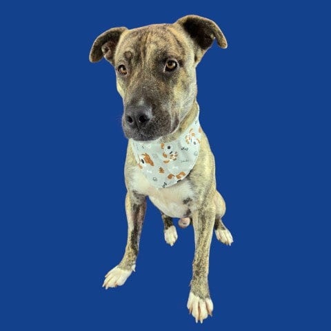 Photo of Goomba, adoptable Pit Bull Terrier in Bakersfield, California
