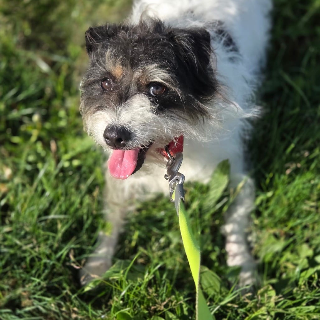 Photo of Bella, adoptable Terrier, Jack Russell in Port Angeles, Washington