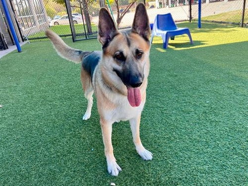 Photo of Rocky, adoptable German Shepherd Dog in Dallas, Texas