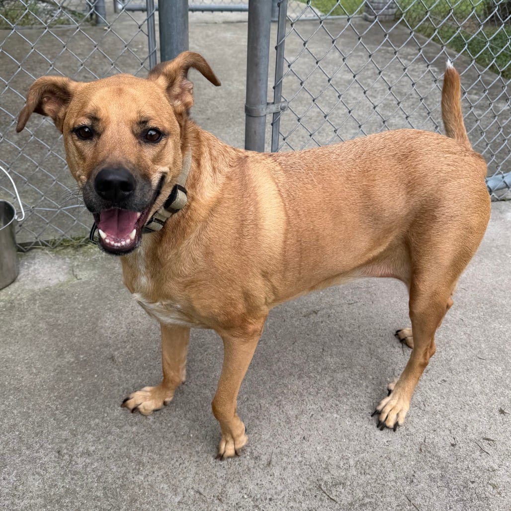 Photo of Cookie, adoptable Retriever / Mix in Chesapeake, Virginia