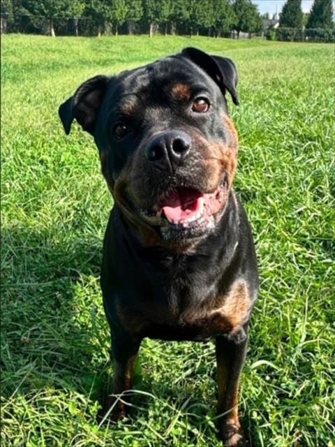 Photo of Dream, adoptable Rottweiler in Derwood, Maryland