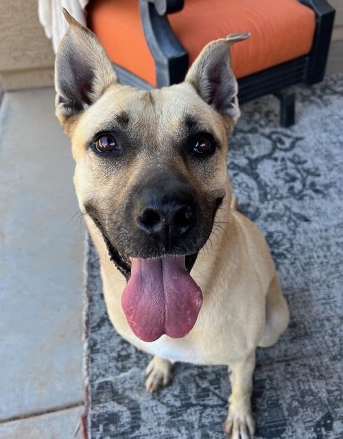 Photo of Tatiana, adoptable Black Mouth Cur in phoenix, Arizona