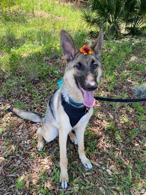 Photo of Vanya, adoptable German Shepherd Dog in west Palm Beach, Florida