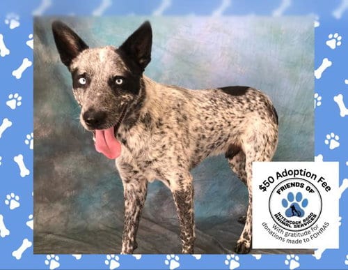 Photo of Sprout, adoptable Australian Cattle Dog/Blue Heeler in Salinas, California
