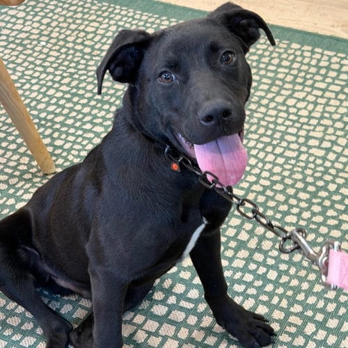 Photo of Asher, adoptable Labrador Retriever in Fort Pierce, Florida
