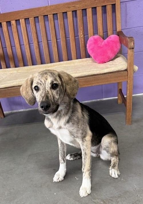 Photo of Margo, adoptable Hound in Genesee, Wisconsin