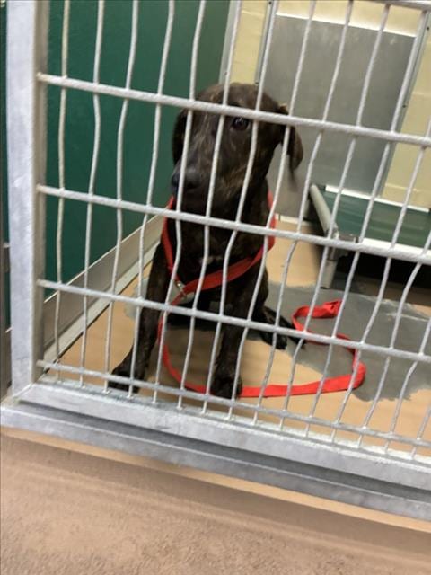 Photo of Furrgie, adoptable German Shepherd Dog in Texas City, Texas