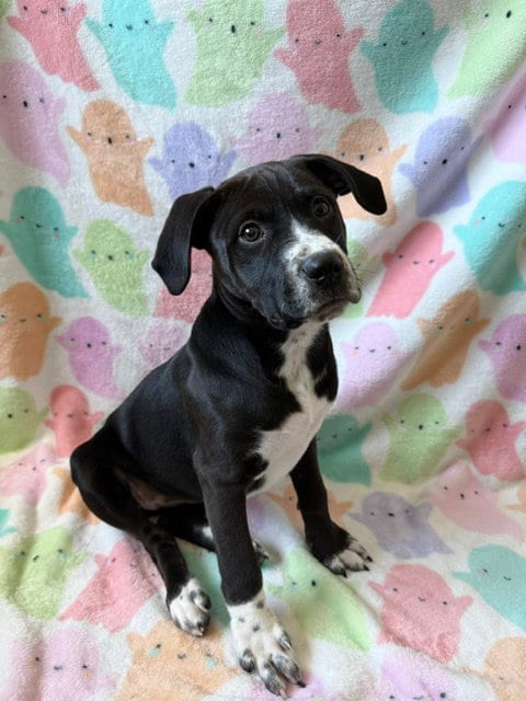 Photo of Bug, adoptable Terrier in St. Louis, Missouri