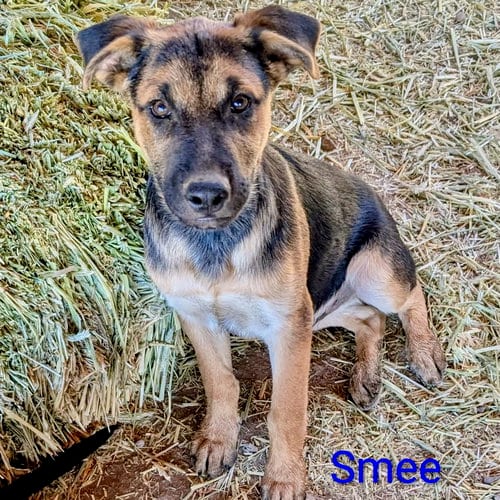 Photo of Smee, adoptable Shepherd in Yreka, California
