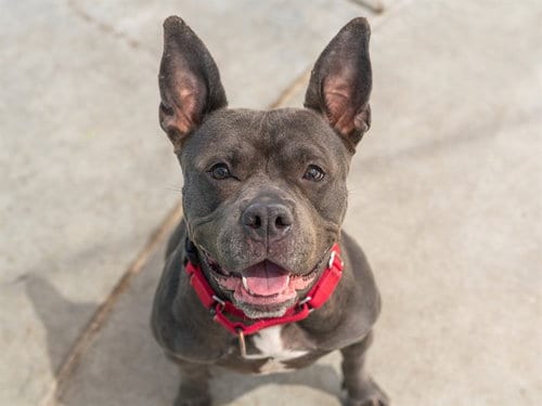 Photo of Etta, adoptable Pit Bull Terrier in Martinez, California