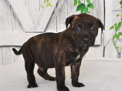 Photo of Bodie, adoptable Pit Bull Terrier in Oroville, California