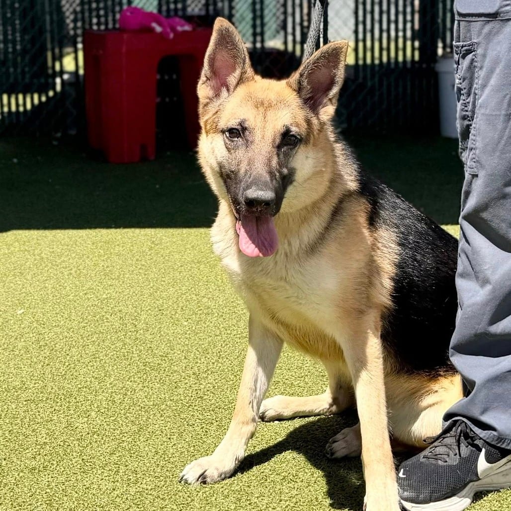 Photo of Flip Chip, adoptable Shepherd, German in Iowa and surrounding states, Iowa