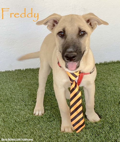 Photo of Freddy, adoptable Black Mouth Cur in San Diego, California