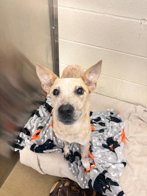 Photo of Ariel, adoptable Australian Cattle Dog/Blue Heeler in Rockwall, Texas