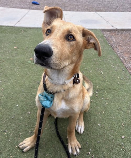 Photo of Key Lime, adoptable German Shepherd Dog in Phoenix, Arizona